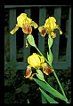 01010-00124-Yellow Flowers-Yellow Iris.jpg