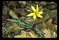 01010-00125-Yellow Flowers-Trout Lily.jpg