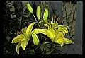 01010-00126-Yellow Flowers-Yellow Lily-domestic.jpg