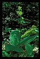 01010-00128-Yellow Flowers-Bluebead Lily.jpg