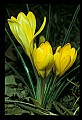 01010-00129-Yellow Flowers-Crocus.jpg
