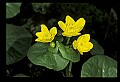 01010-00131-Yellow Flowers-Marsh Marigold.jpg