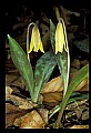 01010-00138-Yellow Flowers-Trout Lily.jpg