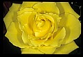 01010-00139-Yellow Flowers-Old-fashioned Yellow Rose.jpg