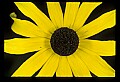 01010-00143-Yellow Flowers-Prairie Coneflower.jpg