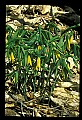 01010-00144-Yellow Flowers-Wild Oats-Sessile Bellwort.jpg