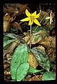 01010-00145-Yellow Flowers.jpg
