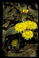 01010-00146-Yellow Flowers-Coltsfoot.jpg