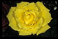 01010-00148-Yellow Flowers-Old-fashioned Yellow Rose.jpg