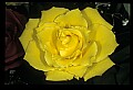 01010-00149-Yellow Flowers-Old-fashioned Yellow Rose.jpg