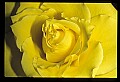 01010-00150-Yellow Flowers-Old-fashioned Yellow Rose.jpg