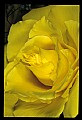 01010-00153-Yellow Flowers-Old-fashioned Yellow Rose.jpg
