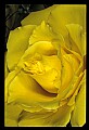 01010-00154-Yellow Flowers-Old-fashioned Yellow Rose.jpg