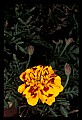 01010-00156-Yellow Flowers-Marigold.jpg