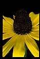 01010-00157-Yellow Flowers-Prairie Coneflower.jpg