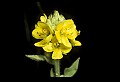 01010-00159-Yellow Flowers-Common Mullein.jpg