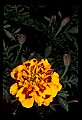 01010-00161-Yellow Flowers-Marigold.jpg