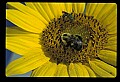 01010-00163-Yellow Flowers-Bumblebee on Sunflower.jpg