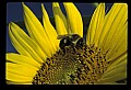 01010-00165-Yellow Flowers-Bumblebee on Sunflower.jpg