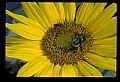 01010-00167-Yellow Flowers-Bumblebee on Sunflower.jpg