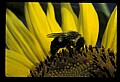 01010-00168-Yellow Flowers-Bumblebee on Sunflower.jpg