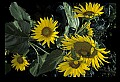 01010-00169-Yellow Flowers-Bumblebee on Sunflower.jpg