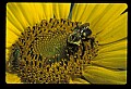01010-00170-Yellow Flowers-Bumblebee on Sunflower.jpg