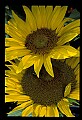 01010-00172-Yellow Flowers-Sunflower.jpg