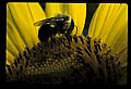 01010-00173-Yellow Flowers-Bumblebee on Sunflower.jpg