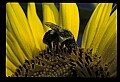 01010-00174-Yellow Flowers-Bumblebee on Sunflower.jpg