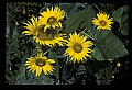 01010-00175-Yellow Flowers-Sunflower.jpg