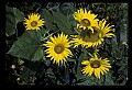 01010-00177-Yellow Flowers-Sunflower.jpg