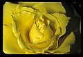 01010-00179-Yellow Flowers-Old-fashioned Yellow Rose.jpg