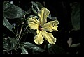 01010-00180-Yellow Flowers-Yellow Hibiscus.jpg