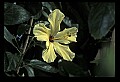01010-00181-Yellow Flowers-Yellow Hibiscus.jpg
