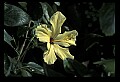 01010-00183-Yellow Flowers-Yellow Hibiscus.jpg