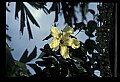 01010-00184-Yellow Flowers-Yellow Hibiscus.jpg