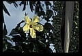 01010-00185-Yellow Flowers-Yellow Hibiscus.jpg