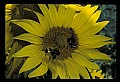 01010-00186-Yellow Flowers-Bumblebee on Sunflower.jpg