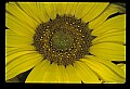 01010-00187-Yellow Flowers-Sunflowe.jpg