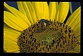 01010-00188-Yellow Flowers-Bumblebee on Sunflower.jpg