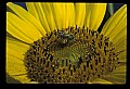 01010-00189-Yellow Flowers-Bumblebee on Sunflower.jpg