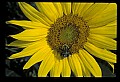 01010-00190-Yellow Flowers-Bumblebee on Sunflower.jpg