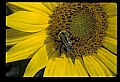 01010-00191-Yellow Flowers-Bumblebee on Sunflower.jpg