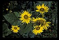 01010-00192-Yellow Flowers-Bumblebee on Sunflower.jpg