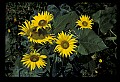 01010-00193-Yellow Flowers-Bumblebee on Sunflower.jpg