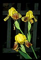 01010-00194-Yellow Flowers-Yellow Iris.jpg