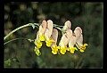 01010-00196-Yellow Flowers-Pale Corydalis.jpg