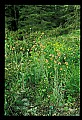01010-00197-Yellow Flowers-Pale Corydalis.jpg