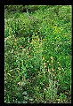 01010-00198-Yellow Flowers-Pale Corydalis.jpg